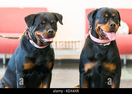 Zwei schöne Rottweiler im Boden sitzen Stockfoto