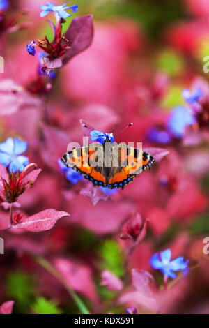Kleiner Schildpatt-Schmetterling, Aglais urticae auf Ceratostigma plumbaginoides Animal Autumn Insekt October Garden Stockfoto