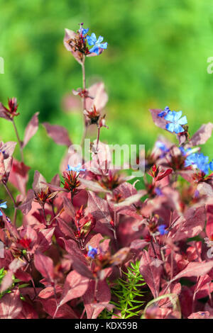 Ceratostigma plumbaginoides im Herbst Stockfoto