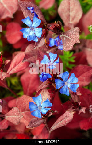 Ceratostigma plumbaginoides in herbstlichen Bodenbedeckungspflanzen Hardy Blue Plumbago Leadwort Stockfoto