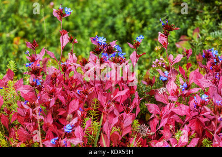 Ceratostigma plumbaginoides rote Herbstblätter Grenzen im Oktobergarten ein Stockfoto