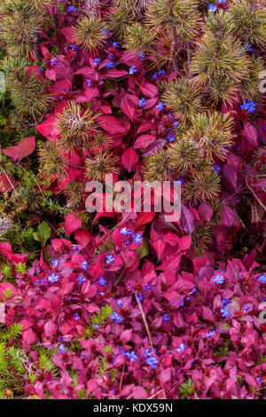 Ceratostigma plumbaginoides im Herbstlaub Stockfoto