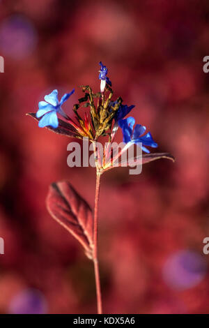 Ceratostigma plumbaginoides im Herbst Oktober blühend Pflanzenportrait Rot Blau Hardy Plumbago Stockfoto