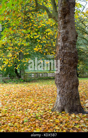 Ein Teppich der gefallenen Blätter im Herbst, Morpeth, Northumberland, England, Großbritannien Stockfoto