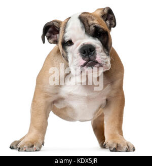 Englische Bulldogge Welpen, 11 Wochen alt, vor weißem Hintergrund stehend Stockfoto