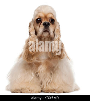 American Cocker Spaniel, 1 Jahr alt, vor weißem Hintergrund sitzen Stockfoto