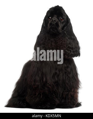 American Cocker Spaniel, 1 Jahr alt, vor weißem Hintergrund sitzen Stockfoto