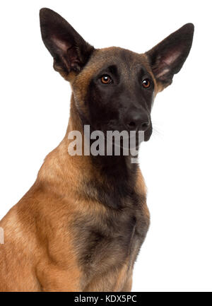 In der Nähe des Belgischen Schäferhund, 4 Monate alt, vor weißem Hintergrund Stockfoto