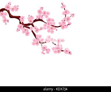 Sakura. Ein gekrümmter Zweig mit zarten Blüten und Knospen. ohne Raster und Gradient isoliert. Abbildung Stock Vektor