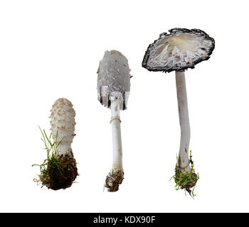 Shaggy ink Cap auf weißem Hintergrund - Coprinus comatus (O.f. Mull.) Pers., 1797 Stockfoto