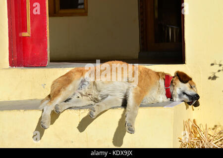 Rothaarige Hund in einem rotem Kragen ruhig schlafen auf die Veranda des gelben Hauses. Stockfoto