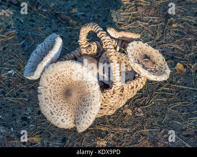 Nahaufnahme der gesammelten genießbare Parasol Pilze oder macrolepiota Procera draußen im Korb, Berlin, Deutschland Stockfoto