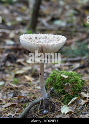 Nahaufnahme des einzigen essbaren Sonnenschirm Pilz oder macrolepiota Procera auf Waldboden, Berlin, Deutschland Stockfoto