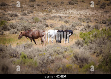 Wilde Pferde in Sand Wash Basin Colorado Stockfoto