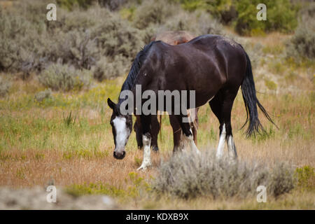 Wilde Pferde in Sandwash Becken Colorado Stockfoto