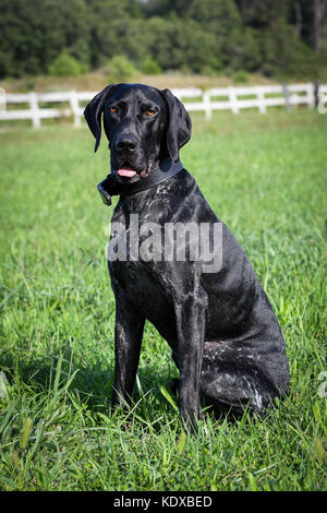 Deutsch Kurzhaar Pointer in einem Gras Hof sitzen Stockfoto