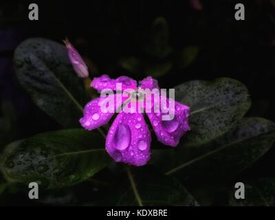 Periwinkle Blume reflektiert in Regen Tropfen Nahaufnahme Stockfoto