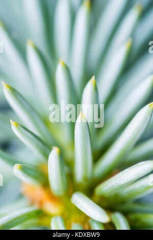 Tanne oder Fichte Spikes auf Zweig schließen Stockfoto