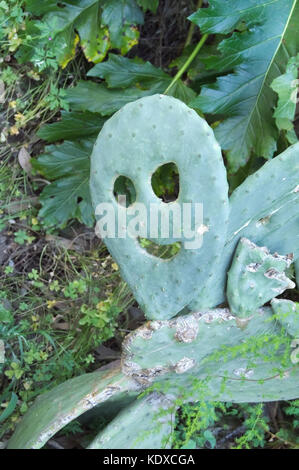 Barbary Abb. (Opuntia ficus indica) präsentiert ein lustiges Gesicht als Smiley Stockfoto