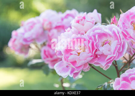 Bicolor Rosa und weissen Rosen in voller Blüte mit grünem Hintergrund Stockfoto