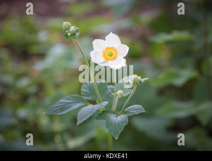 Nahaufnahme einer Blüte der weißen japanischen Anemone hupehensis Ein. mit grünem Hintergrund Stockfoto