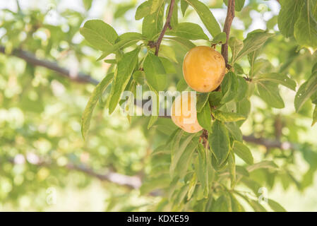 Gelbe Pflaumen und grüne Blätter auf Niederlassung im Orchard Stockfoto