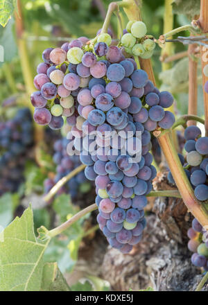 Nahaufnahme lila Trauben am Rebstock im Weinberg Sommer Stockfoto