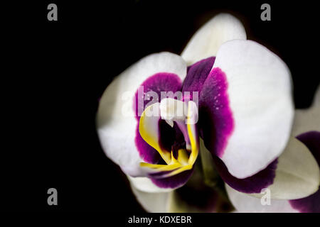 Tier oder Blume Stockfoto