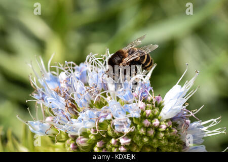 Gebänderte Bee Pollen sammeln von einem violett blau Echium Candicans Blume Stockfoto