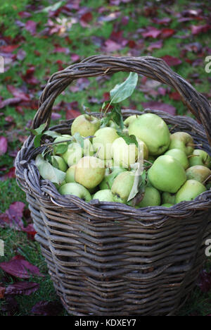 Korb mit frisch gepflückten Äpfel Stockfoto