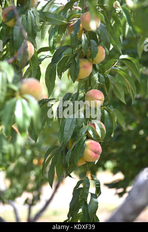 Pfirsiche wachsen in einem Obstgarten Stockfoto