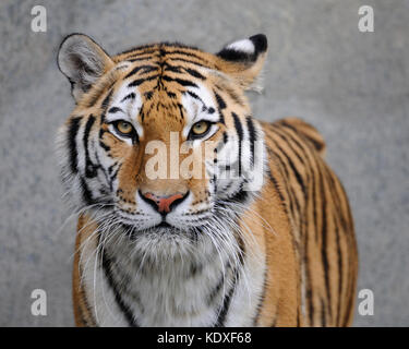 Amur Tiger (Panthera tigris altaica) portrait Stockfoto