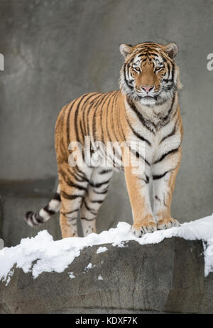 Amur Tiger (Panthera tigris altaica) im Schnee Stockfoto