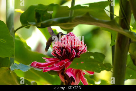 Kleine Einsiedler Kolibri - phaethornis longuemareus - mit unscharfen Flügel Fütterung auf der hawaiischen Fackel Ingwer in den nördlichen Bereich von Trinidad. Stockfoto