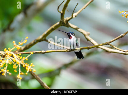 Lange-billed starthroat heliomaster longirostris Blinken irisierende Federn im Sonnenlicht in Trinidad. Stockfoto