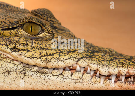 Nilkrokodil (Crocodylus niloticus) Profil closeup mit Zähne Stockfoto