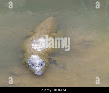Spectacled Kaimane (Caiman crocodilus) im schlammigen Wasser des Flusses Caroni Trinidad warten Stockfoto