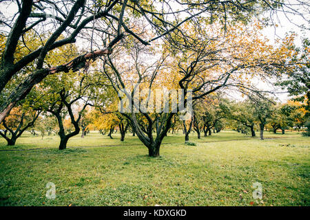 Grüne autamn Bäume im Park im Oktober. vintage Farbe. retro style Bild. Stockfoto