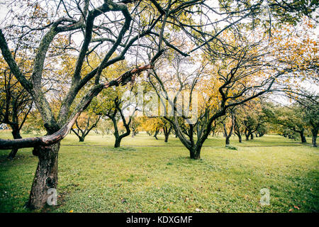 Grüne autamn Bäume im Park im Oktober. vintage Farbe. retro style Bild. Stockfoto