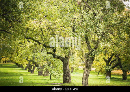 Grüne autamn Bäume im Park im Oktober. vintage Farbe. retro style Bild. Stockfoto