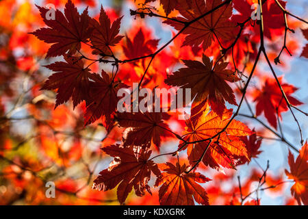 Acer japonicum vitifolium Vine-leaved Full Moon Ahorn, rote Ahornblätter im Herbst Stockfoto