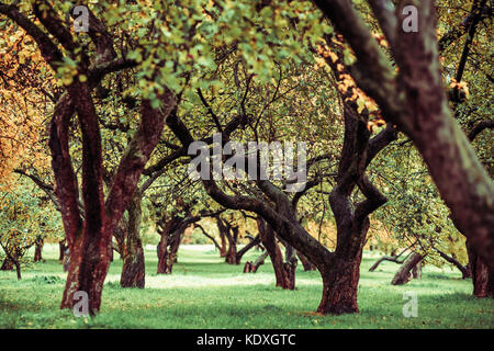 Grüne autamn Bäume im Park im Oktober. vintage Farbe. retro style Bild. Stockfoto