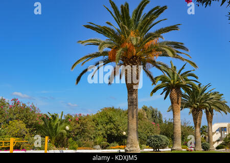 Ow von Palmen entlang maleme Straße im Westen Kretas Stockfoto