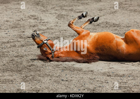 Junge Braune Farbe Pferd Spaß haben, Rollen auf Sand Feld, auf dem Kopf liegend in Staub. urkomisch, Haustieren, lustige Haustiere. Außenpool im Sommer Hintergrund. Stockfoto