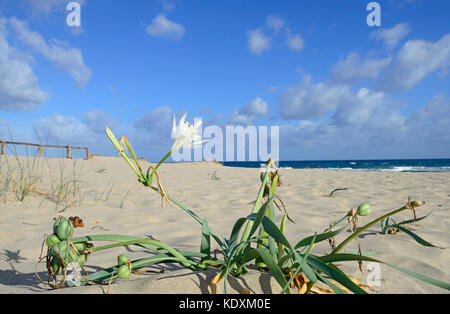 Blume des Pancratium maritimum, oder das Meer Narzisse in Marina di Sorso, Sardinien, Italien Stockfoto