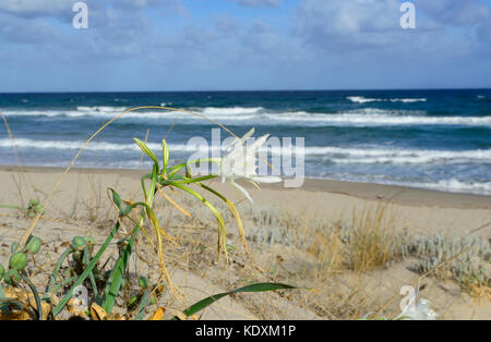 Meer Daffodill (Pancratium maritimum), das Meer Daffodill in einer Düne, Sardinien Stockfoto