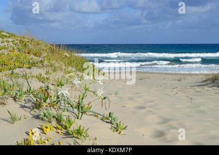 Meer Daffodill (Pancratium maritimum), das Meer Daffodill in einer Düne, Marina di Sorso, Sardinien, Italien Stockfoto