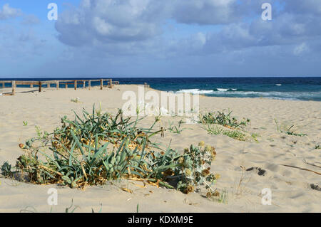 Meer Daffodill (Pancratium maritimum), das Meer Daffodill in einer Düne, Marina di Sorso, Sardinien, Italien Stockfoto