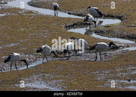 Heiliger Ibis Threskiornis aethiopicus Fütterung in Mündung Schlamm Bretagne Frankreich Stockfoto