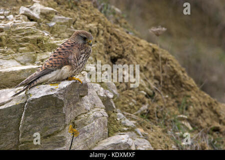 Turmfalke Falco tinnunculus juvenile männlichen Portland, Dorset England Stockfoto